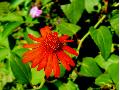 Mexican Flame Vine / Senecio confusus 